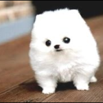 A happy pitbull dog wearing a vest that reads "emotional support animal" sitting next to its owner who is holding its leash.